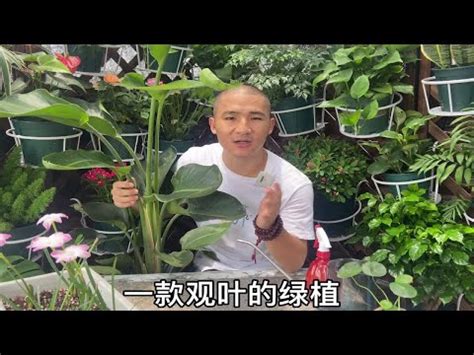 天堂鳥焦邊|【天堂鳥焦邊】天堂鳥焦邊怎麼辦？掌握四個方法，輕。